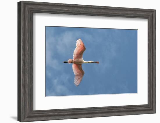 USA, Florida, Orlando, Roseate Spoonbill-Jim Engelbrecht-Framed Photographic Print