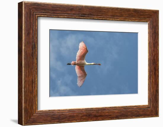 USA, Florida, Orlando, Roseate Spoonbill-Jim Engelbrecht-Framed Photographic Print