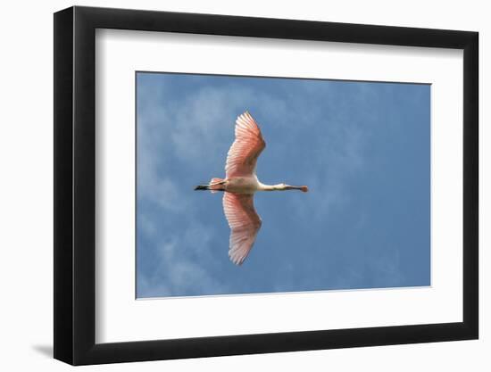 USA, Florida, Orlando, Roseate Spoonbill-Jim Engelbrecht-Framed Photographic Print