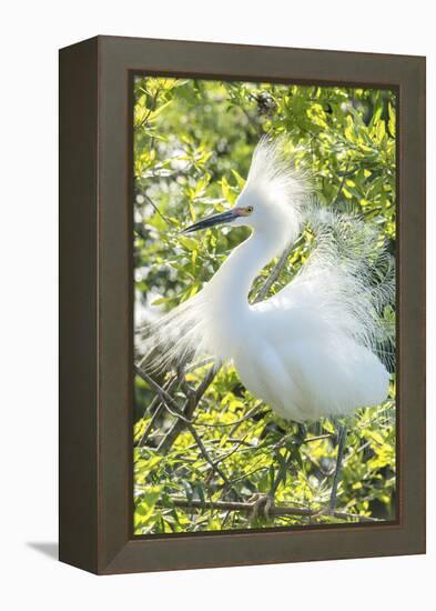 USA, Florida, Orlando. Snowy Egret at Gatorland.-Jim Engelbrecht-Framed Premier Image Canvas