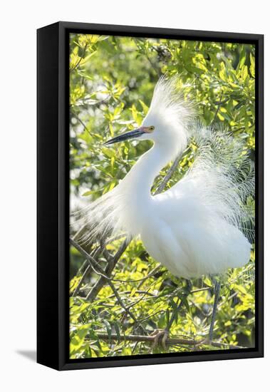 USA, Florida, Orlando. Snowy Egret at Gatorland.-Jim Engelbrecht-Framed Premier Image Canvas