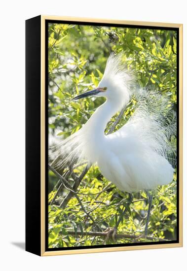 USA, Florida, Orlando. Snowy Egret at Gatorland.-Jim Engelbrecht-Framed Premier Image Canvas