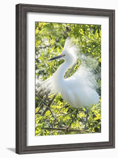 USA, Florida, Orlando. Snowy Egret at Gatorland.-Jim Engelbrecht-Framed Photographic Print