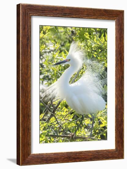 USA, Florida, Orlando. Snowy Egret at Gatorland.-Jim Engelbrecht-Framed Photographic Print