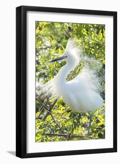 USA, Florida, Orlando. Snowy Egret at Gatorland.-Jim Engelbrecht-Framed Photographic Print