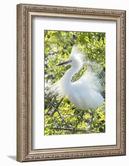 USA, Florida, Orlando. Snowy Egret at Gatorland.-Jim Engelbrecht-Framed Photographic Print