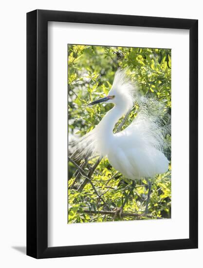 USA, Florida, Orlando. Snowy Egret at Gatorland.-Jim Engelbrecht-Framed Photographic Print