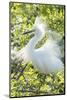 USA, Florida, Orlando. Snowy Egret at Gatorland.-Jim Engelbrecht-Mounted Photographic Print
