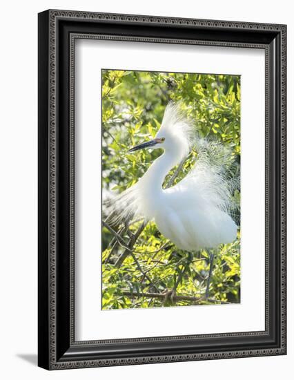 USA, Florida, Orlando. Snowy Egret at Gatorland.-Jim Engelbrecht-Framed Photographic Print