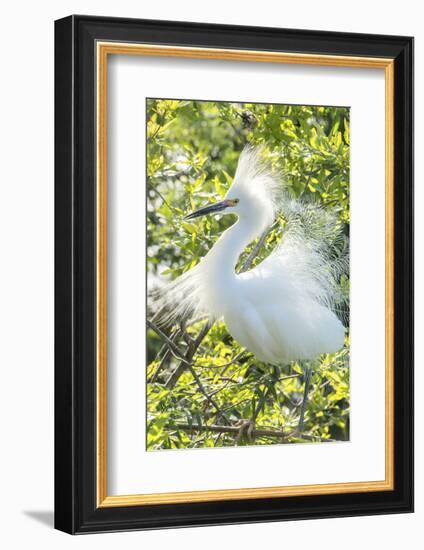 USA, Florida, Orlando. Snowy Egret at Gatorland.-Jim Engelbrecht-Framed Photographic Print