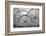 USA, Florida, Plant City, Old Metal Wagon Wheels-Connie Bransilver-Framed Photographic Print