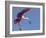 USA, Florida. Roseate spoonbill ready for flight.-Maresa Pryor-Framed Photographic Print