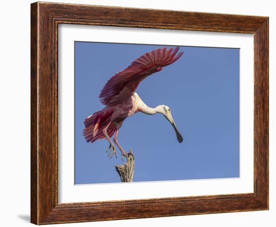 USA, Florida. Roseate spoonbill ready for flight.-Maresa Pryor-Framed Photographic Print