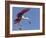 USA, Florida. Roseate spoonbill ready for flight.-Maresa Pryor-Framed Photographic Print
