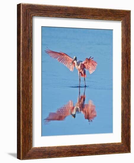 USA, Florida, Sanibel Island, Ding Darling National Wildlife Reserve, Roseate Spoonbill-Bernard Friel-Framed Photographic Print