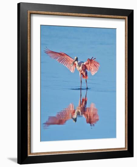 USA, Florida, Sanibel Island, Ding Darling National Wildlife Reserve, Roseate Spoonbill-Bernard Friel-Framed Photographic Print