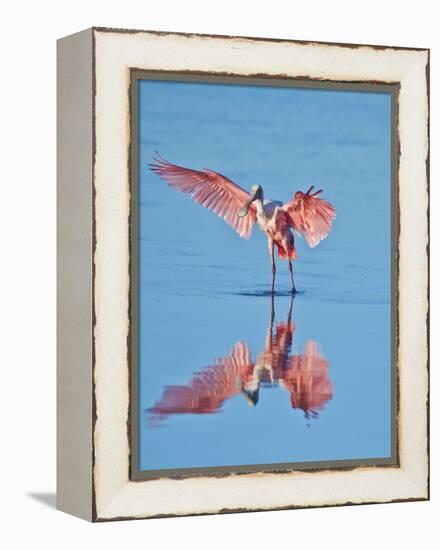 USA, Florida, Sanibel Island, Ding Darling National Wildlife Reserve, Roseate Spoonbill-Bernard Friel-Framed Premier Image Canvas