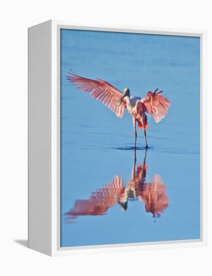 USA, Florida, Sanibel Island, Ding Darling National Wildlife Reserve, Roseate Spoonbill-Bernard Friel-Framed Premier Image Canvas