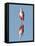 USA, Florida, Sanibel Island, Ding Darling NWR, Roseate Spoonbill-Bernard Friel-Framed Premier Image Canvas