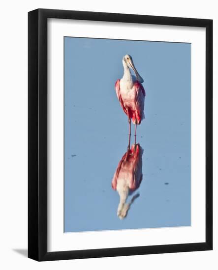 USA, Florida, Sanibel Island, Ding Darling NWR, Roseate Spoonbill-Bernard Friel-Framed Photographic Print