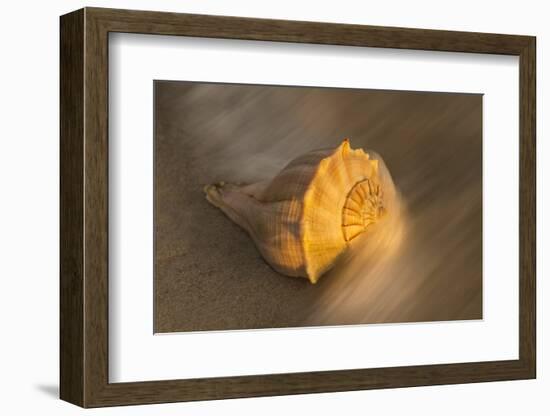 USA, Florida, Sanibel Island. Lightning whelk shell on beach sand.-Jaynes Gallery-Framed Photographic Print