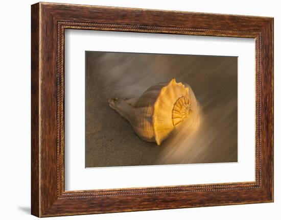 USA, Florida, Sanibel Island. Lightning whelk shell on beach sand.-Jaynes Gallery-Framed Photographic Print