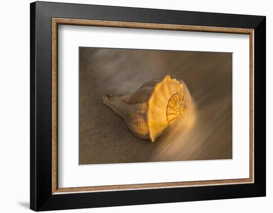 USA, Florida, Sanibel Island. Lightning whelk shell on beach sand.-Jaynes Gallery-Framed Photographic Print