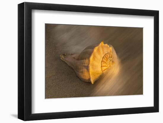 USA, Florida, Sanibel Island. Lightning whelk shell on beach sand.-Jaynes Gallery-Framed Photographic Print
