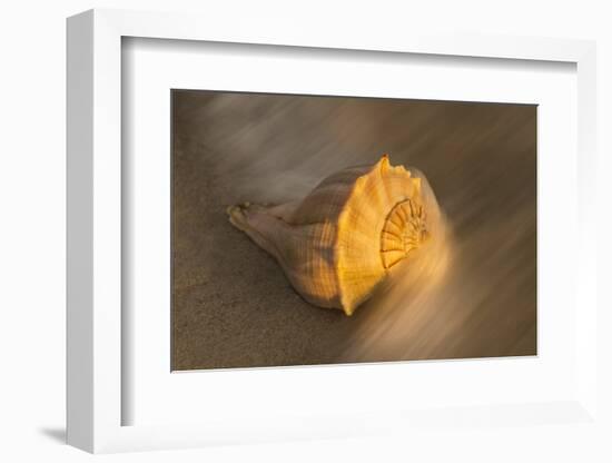 USA, Florida, Sanibel Island. Lightning whelk shell on beach sand.-Jaynes Gallery-Framed Photographic Print