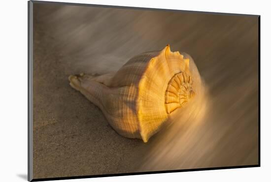 USA, Florida, Sanibel Island. Lightning whelk shell on beach sand.-Jaynes Gallery-Mounted Photographic Print