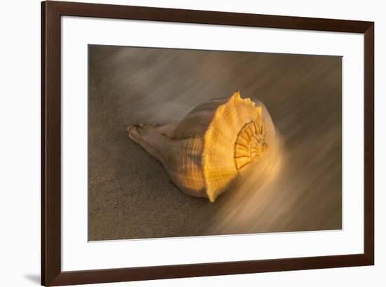 USA, Florida, Sanibel Island. Lightning whelk shell on beach sand.-Jaynes Gallery-Framed Premium Photographic Print