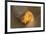 USA, Florida, Sanibel Island. Lightning whelk shell on beach sand.-Jaynes Gallery-Framed Premium Photographic Print