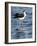 USA, Florida, Sarasota, Myakka River State Park, Black-necked Stilt-Bernard Friel-Framed Photographic Print