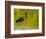 USA, Florida, Sarasota, Myakka River State Park, Glossy Ibis-Bernard Friel-Framed Photographic Print