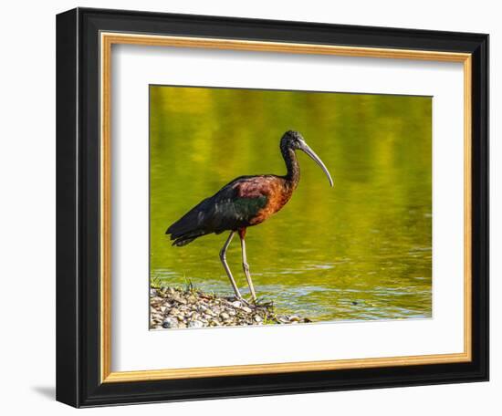 USA, Florida, Sarasota, Myakka River State Park, Glossy Ibis-Bernard Friel-Framed Photographic Print