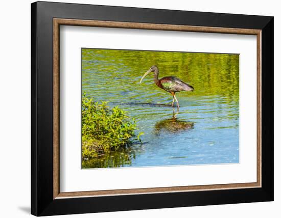 USA, Florida, Sarasota, Myakka River State Park, Wading Bird, Feeding, Glossy Ibis-Bernard Friel-Framed Photographic Print