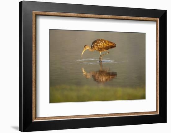 USA, Florida, Sarasota, Myakka River State Park, Wading Bird, Feeding, Limpkin, Isolated Reflection-Bernard Friel-Framed Photographic Print