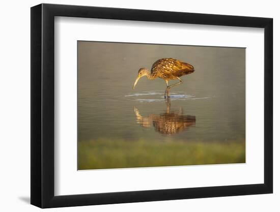 USA, Florida, Sarasota, Myakka River State Park, Wading Bird, Feeding, Limpkin, Isolated Reflection-Bernard Friel-Framed Photographic Print