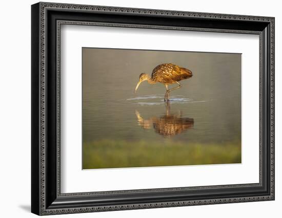 USA, Florida, Sarasota, Myakka River State Park, Wading Bird, Feeding, Limpkin, Isolated Reflection-Bernard Friel-Framed Photographic Print