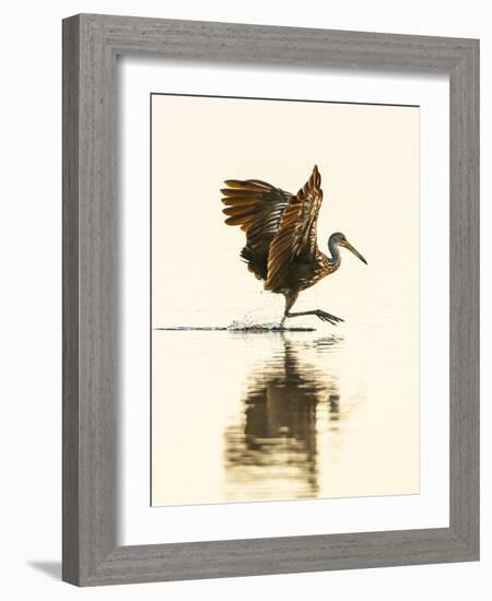 USA, Florida, Sarasota, Myakka River State Park, Wading Bird, Feeding, Limpkin-Bernard Friel-Framed Photographic Print