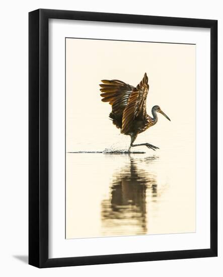 USA, Florida, Sarasota, Myakka River State Park, Wading Bird, Feeding, Limpkin-Bernard Friel-Framed Photographic Print