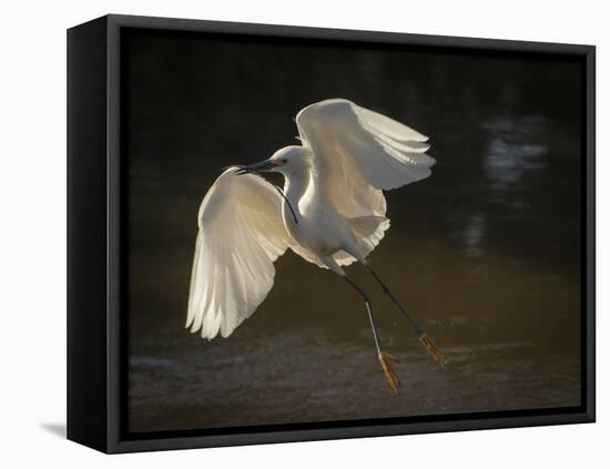 USA, Florida. Snowy egret flying up to nest.-Maresa Pryor-Framed Premier Image Canvas