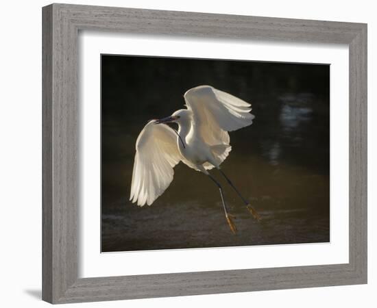 USA, Florida. Snowy egret flying up to nest.-Maresa Pryor-Framed Photographic Print