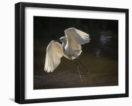 USA, Florida. Snowy egret flying up to nest.-Maresa Pryor-Framed Photographic Print