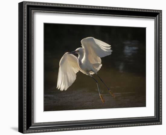 USA, Florida. Snowy egret flying up to nest.-Maresa Pryor-Framed Photographic Print