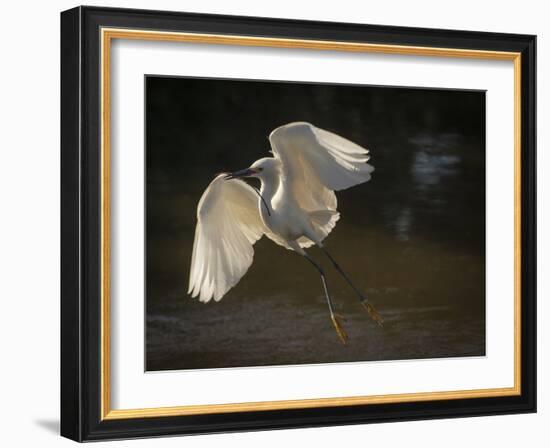 USA, Florida. Snowy egret flying up to nest.-Maresa Pryor-Framed Photographic Print