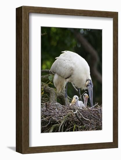 USA, Florida, St. Augustine Alligator Farm wild Wood stork.-Connie Bransilver-Framed Photographic Print