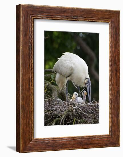 USA, Florida, St. Augustine Alligator Farm wild Wood stork.-Connie Bransilver-Framed Photographic Print