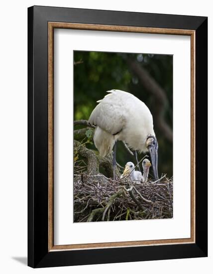 USA, Florida, St. Augustine Alligator Farm wild Wood stork.-Connie Bransilver-Framed Photographic Print