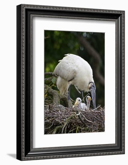 USA, Florida, St. Augustine Alligator Farm wild Wood stork.-Connie Bransilver-Framed Photographic Print